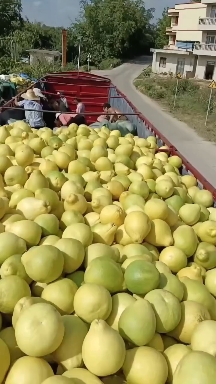 江永香柚大量上市啦