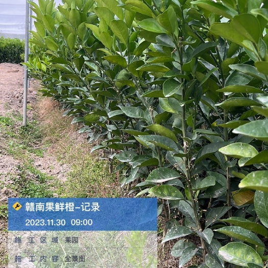 兴国县赣州发货的赣南脐橙苗血橙苗赣南早苗