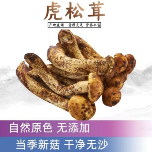 广州新鲜虎松茸菌
