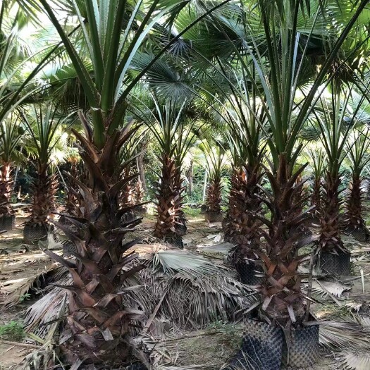 精品老人葵（华棕）种植基地大量现货老人葵袋苗杆高2米到3米