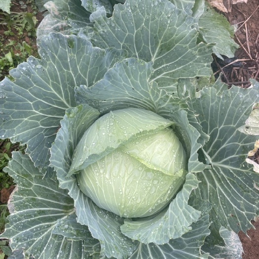 翁源县京丰扁包菜