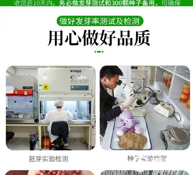 高丹草种子，牧草种籽可再生四季耐旱养殖鸡鸭鹅鱼牛羊草批发