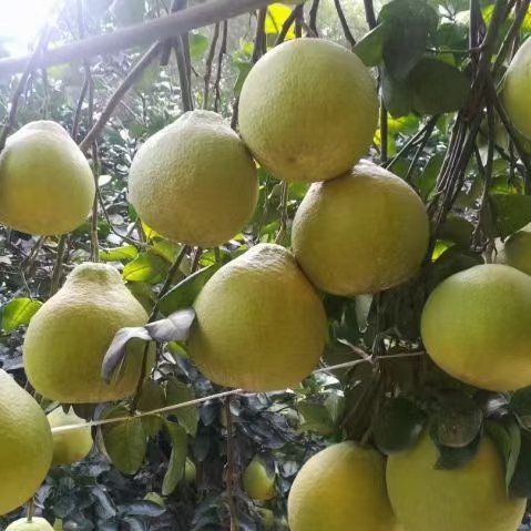 江永香柚大量上市啦