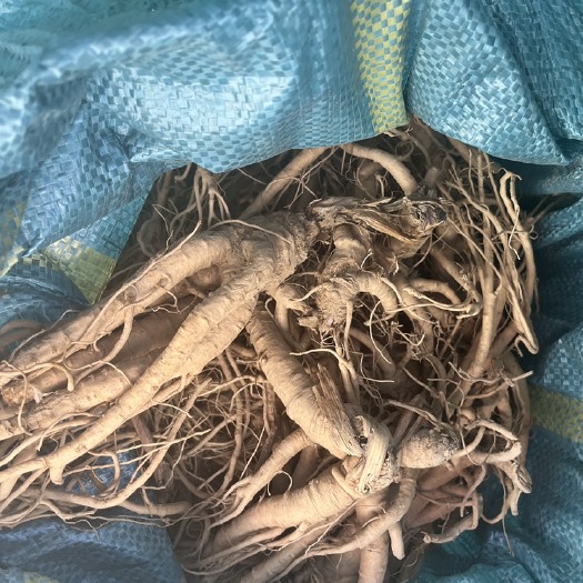 玉龙县云当归