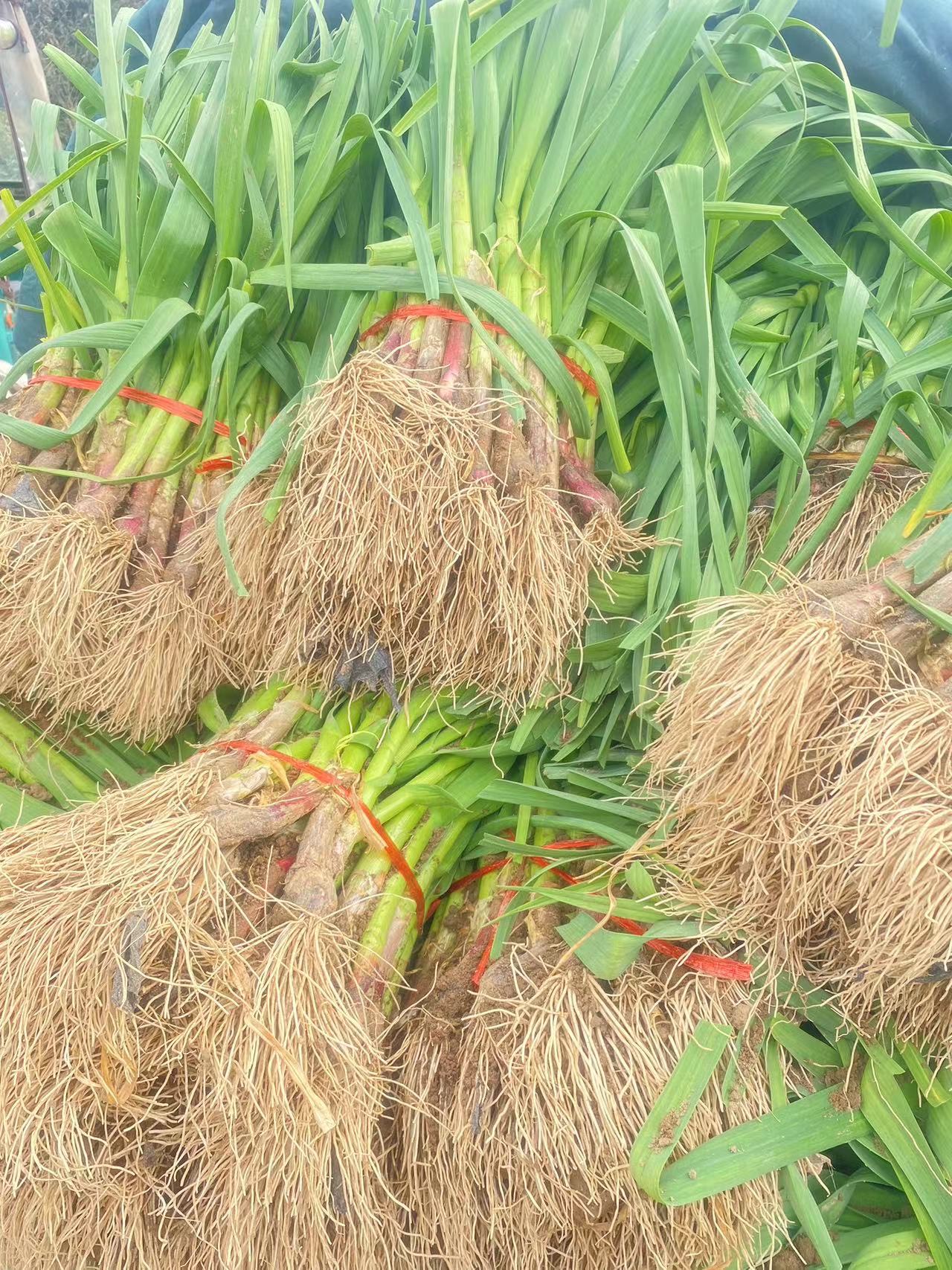 紅根蒜苗基地直發(fā) 現(xiàn)挖現(xiàn)發(fā)品質(zhì)有保證 可視頻可線(xiàn)下看貨