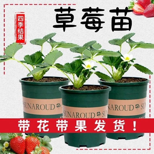广州草莓盆栽 带花带果 奶油草莓苗盆栽带盆带食用四季丹东红颜草