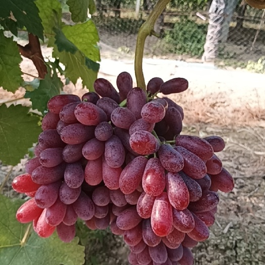 芮城县克伦生无籽葡萄
