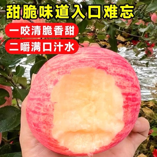 平邑县特大红富士苹果树苗地栽糖心红心苹果嫁接苗南方北方种植