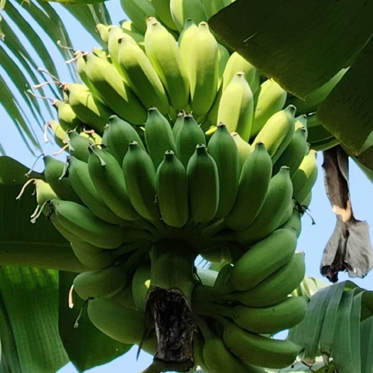 清远粉蕉