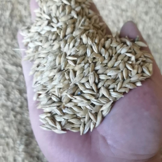 哈萨克斯坦大麦，品质优良，一手货源