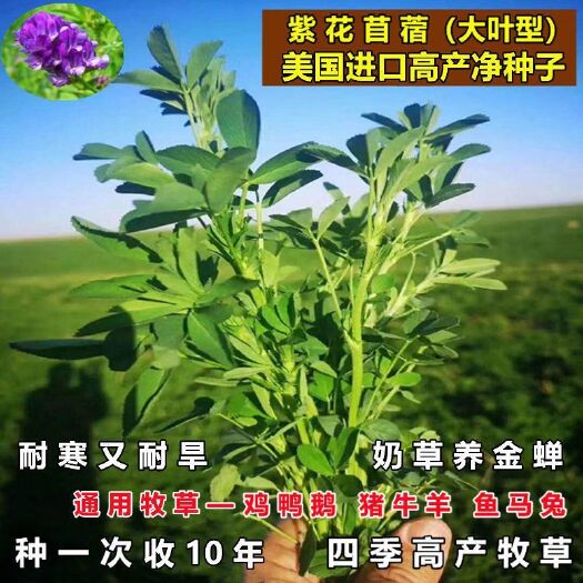 苏州紫花苜蓿种子，多年生牧草种子四季养殖饲养猪羊牛鸡鸭鹅鱼草种籽