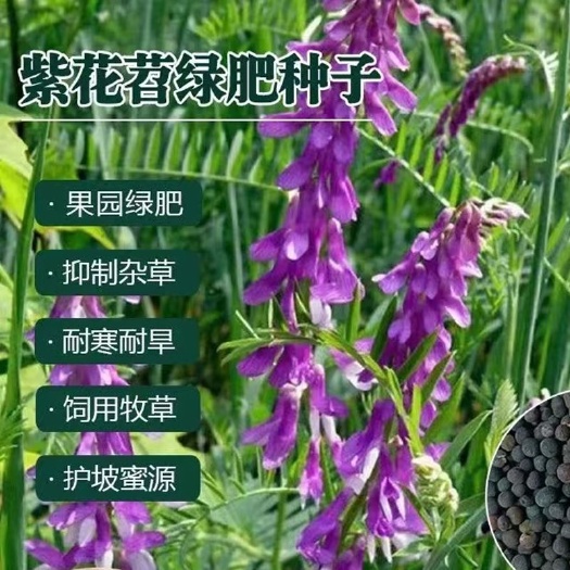 苏州光叶紫花苕种子果园绿肥种籽毛苕子长柔毛野豌豆牧草种子耐寒蜜源