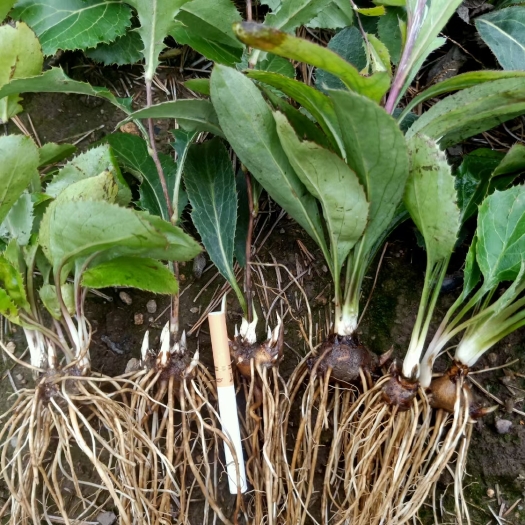 东丰县北苍术苗.苍术苗.朱砂点苗.产地朱砂点苍术苗北苍术苗
