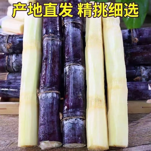 阳谷县广西黑皮甘蔗