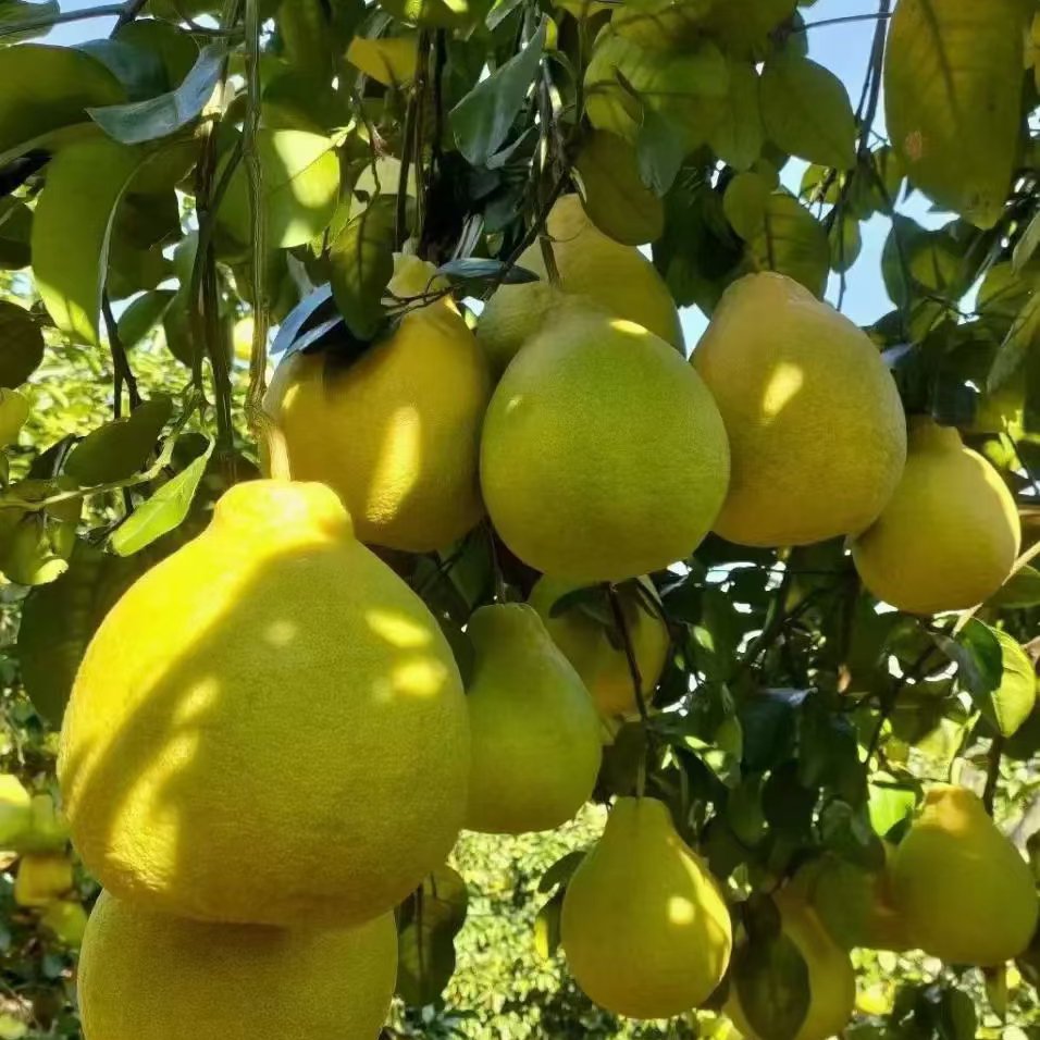 江永香柚大量上市啦