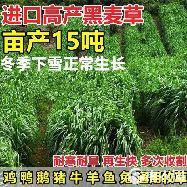 小粒黑麦草种子秋冬多年生草籽耐寒牧草猪牛羊鸡鸭鹅鱼草批发