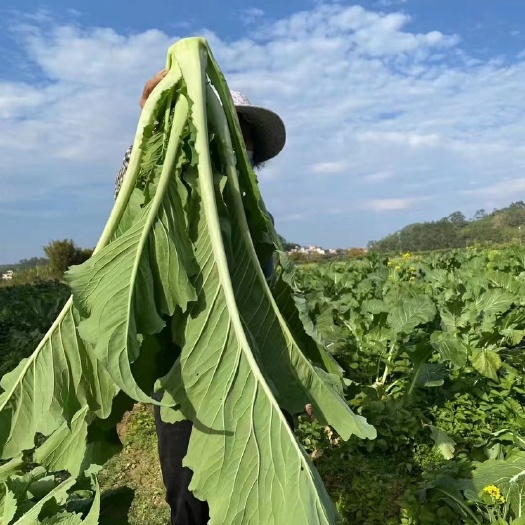 广州增城迟菜心