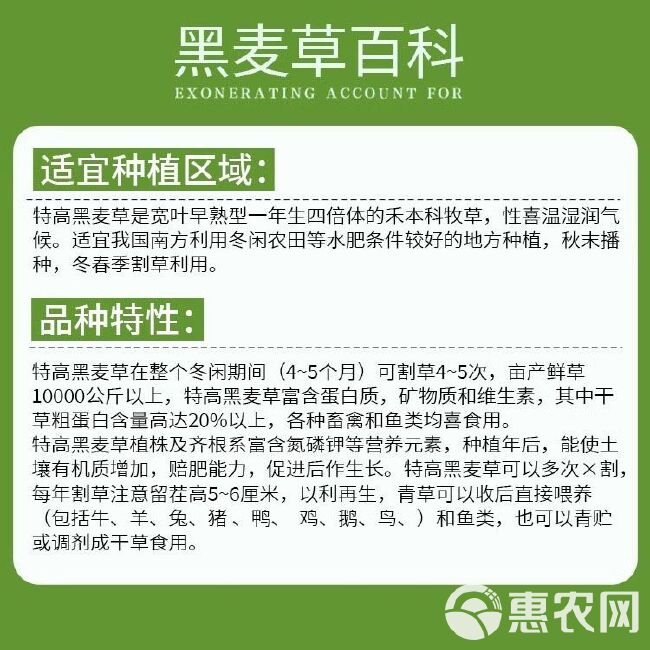 小粒黑麦草种子秋冬多年生草籽耐寒牧草猪牛羊鸡鸭鹅鱼草批发