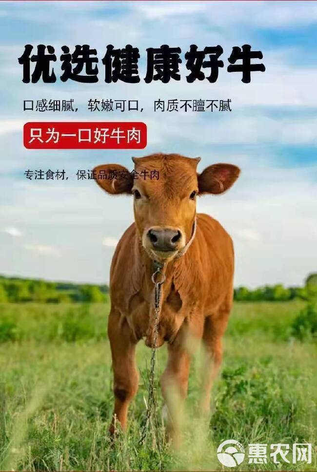 国产牛腩黄牛肉新鲜牛腩肉黄牛腩肉牛肉类冷冻里脊肉牛腿肉原切