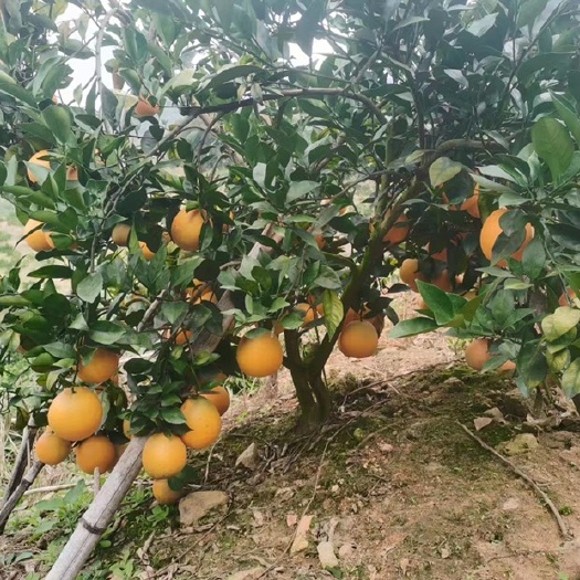 南雄市高山绿色脐橙