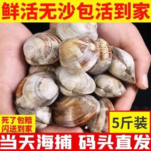 大个美贝鲜活白蛤蜊新鲜月亮贝批发专用冷链大黄蚬子鲜活大号
