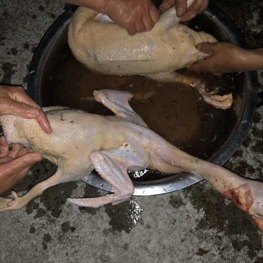 荔波县贵州喂玉米鸡鸭