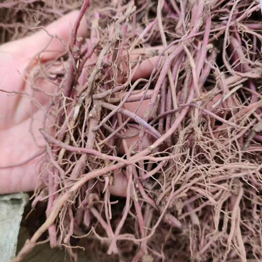 亳州紫苑种芽，优质种芽