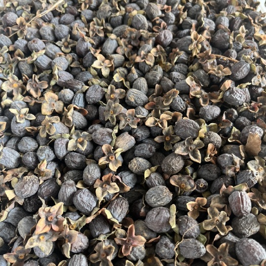 涉县有核黑枣种子有籽可食用种植非无核黑枣君迁子
