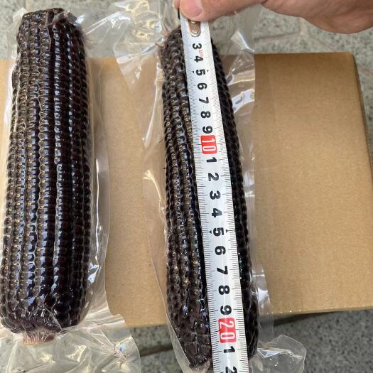 忻州精品黑糯真空玉米