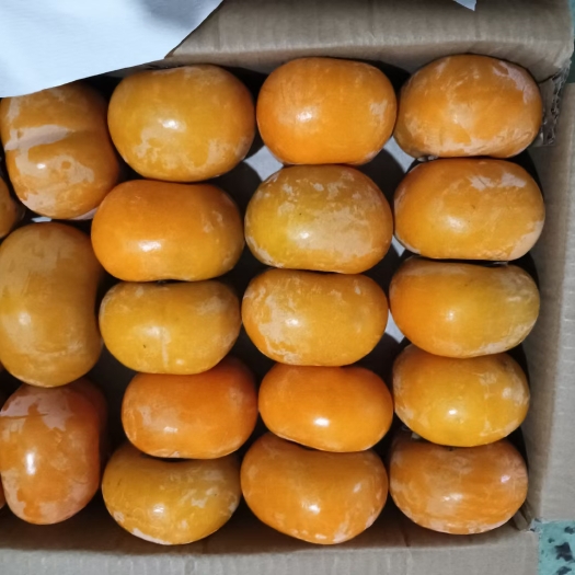 恭城县恭城脆柿