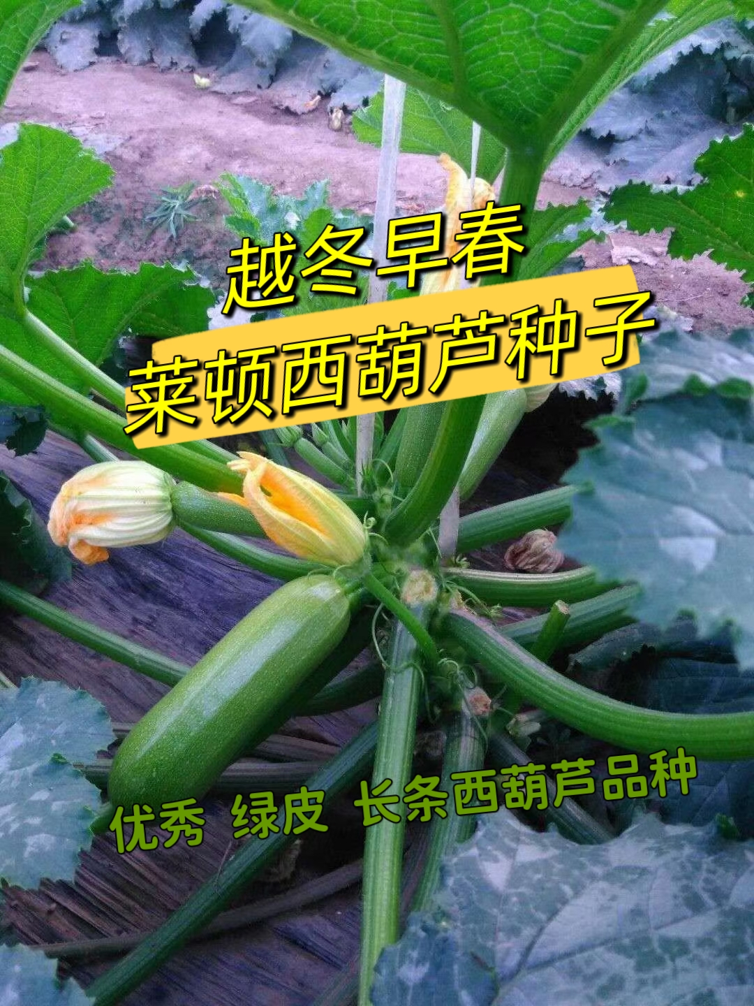 绿皮西葫芦种子  长条绿皮西葫芦种子品种 抗病毒 颜色亮