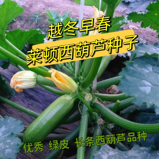 寿光市绿皮西葫芦种子  国外引进西葫芦种子品种 抗病毒 颜色亮