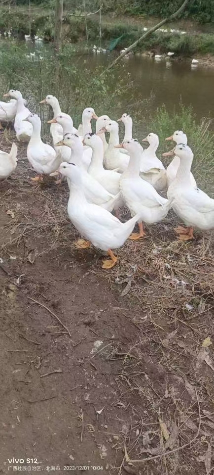 南宁一点黑，青头鸭，麻鸭大量供货