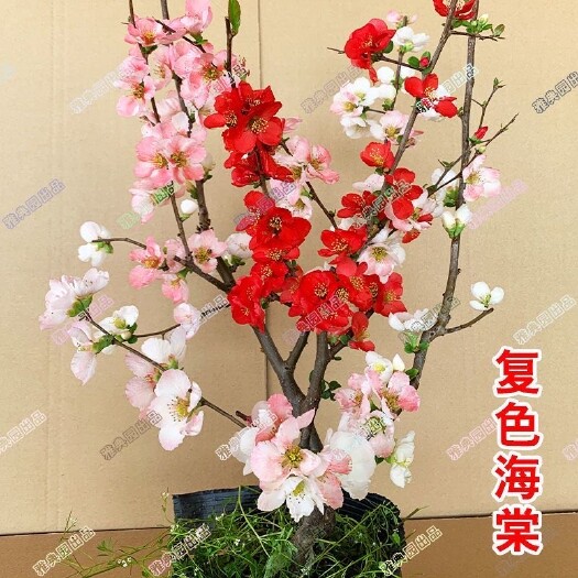 平邑县海棠