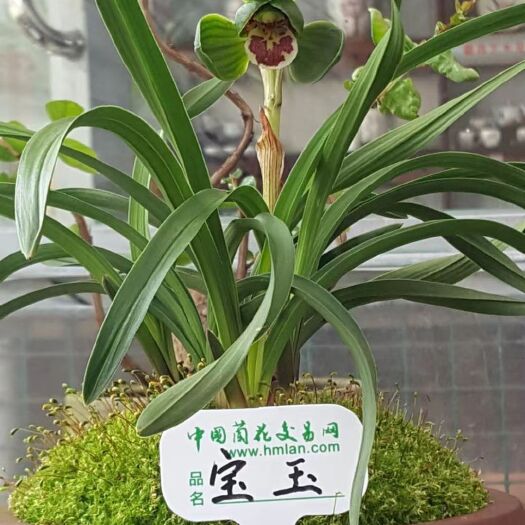昆明兰花-宝玉全国兰花银奖