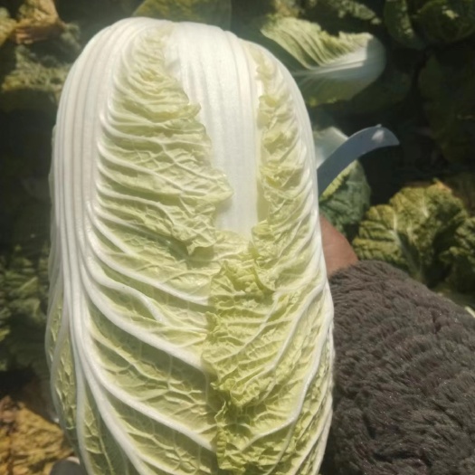 新鲜大白菜出炉了