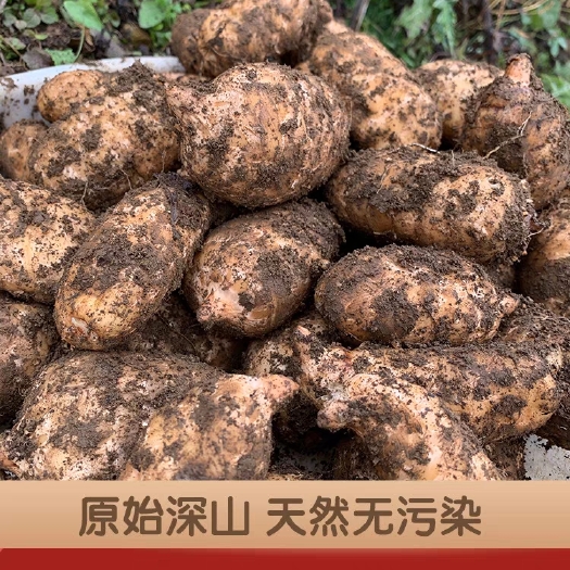 大方县鲜天麻