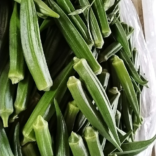 元江县新鲜秋葵，野生老白花，攀枝花，田螺，蜂蛹，苦菜花，苦子果批发