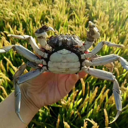 盘锦红膏蟹