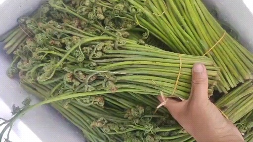 蕨菜山野菜