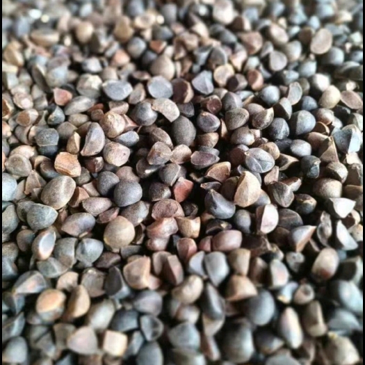 宁明县山茶油