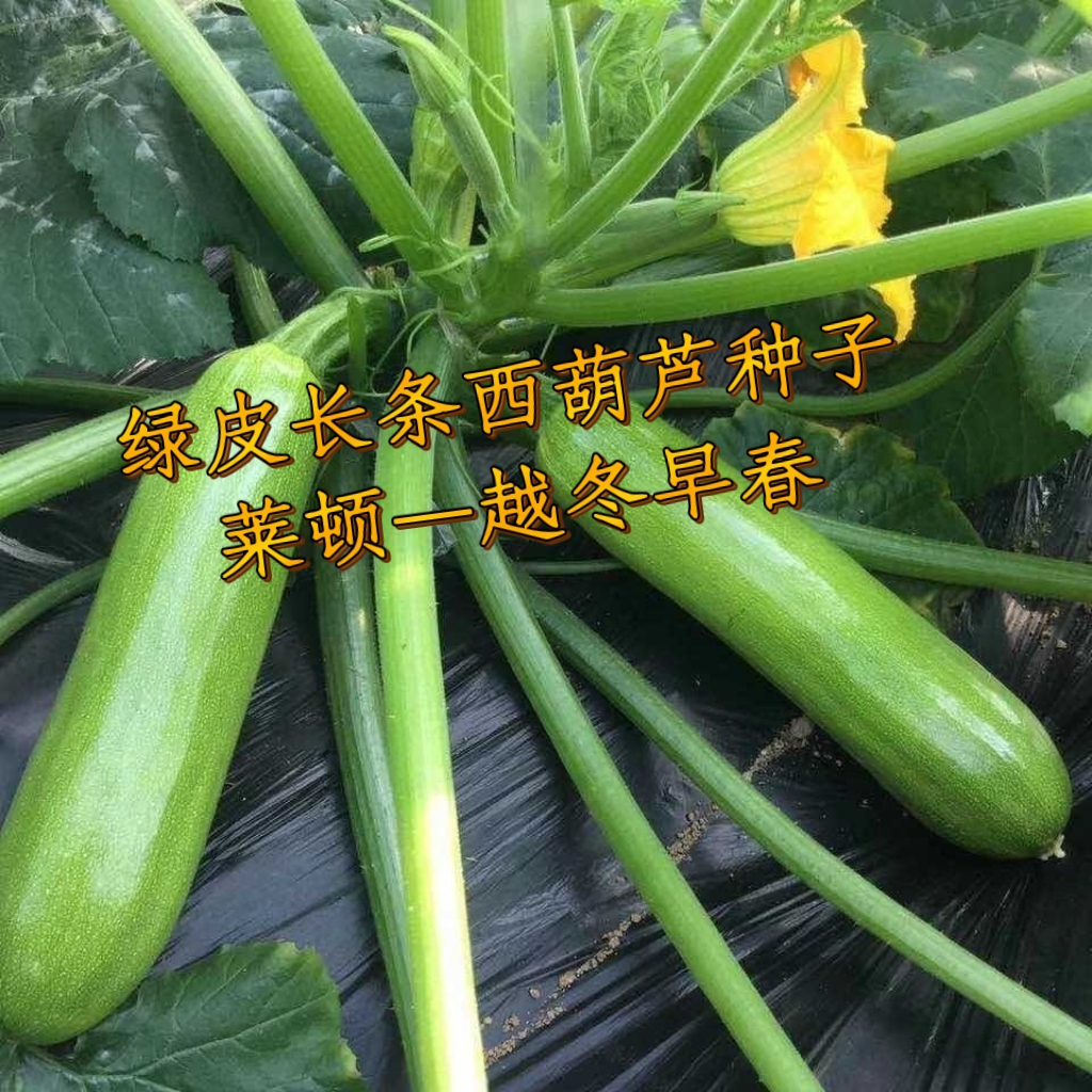 绿皮西葫芦种子  长条绿皮西葫芦种子品种 抗病毒 颜色亮