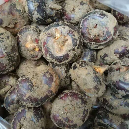 新鲜马蹄自种脆马蹄荸荠地梨农家当季蔬菜马蹄莲一件代发联系