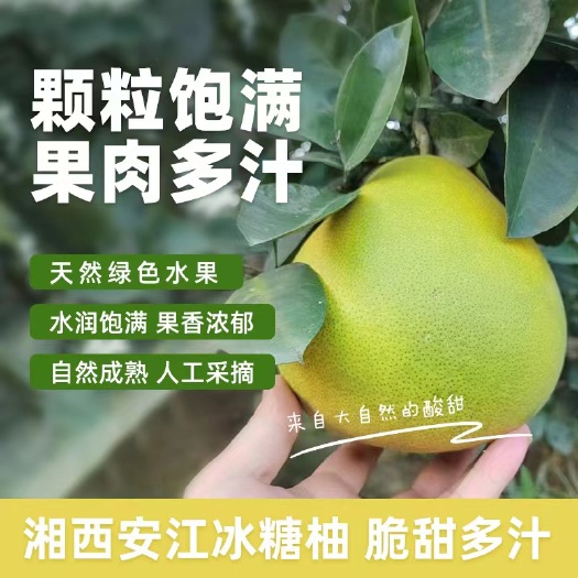 洪江市安江冰糖柚，小苦柚，