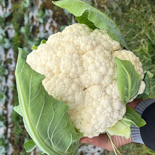 麻江县有机花