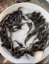 優(yōu)選南方大口鯰魚(yú)苗 淡水養(yǎng)殖 產(chǎn)地直銷直供