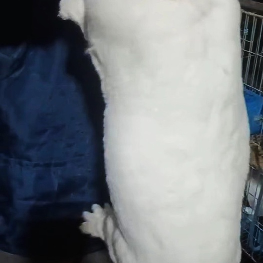 獭兔