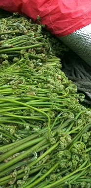 蕨菜山野菜