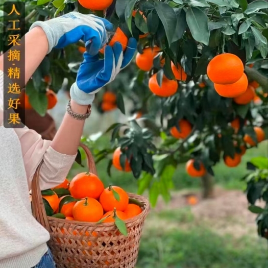中方县红美人