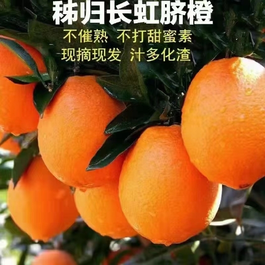 秭归县橙子，长虹橙，产地大量上市了，对接市场批发，商超，电商平台。